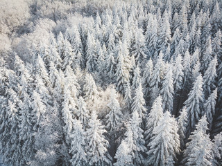 alberi innevati ripresi da drone