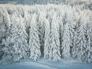 alberi innevati ripresi da drone