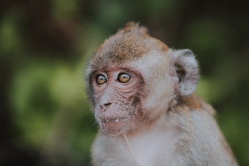 Portrait of young macaque monkey