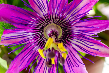 eine Nahaufnahme der Bl&uuml;te einer violetten Passionsblume