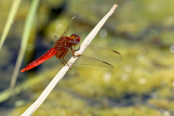 Feuerlibelle