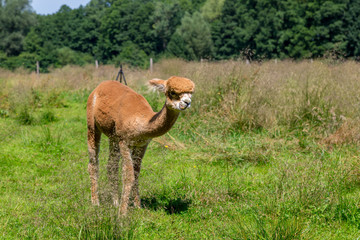 ein braunes Alpaka (Vicugna pacos) auf der Wiese