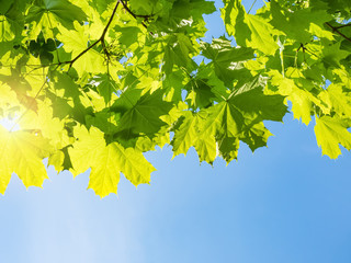 Nature background with green leaves of maple on blue sky