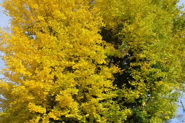 Old ginkgo tree in Suwa shrine of Izumi city, Kagoshima prefecture, Japan