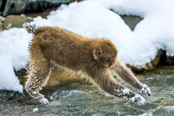 Obraz premium Japanese macaque in jump. Macaque jumps through a natural hot spring. Winter season. The Japanese macaque ( Scientific name: Macaca fuscata), also known as the snow monkey.