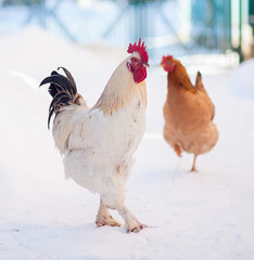 Main rooster boss portrait.Cock in winter, snow