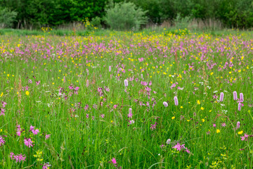 eine schöne bunte Wiese mit vielen verschiedenen Blumen im Frühling