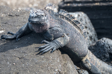 Marine Iguanas- Galapagos islands