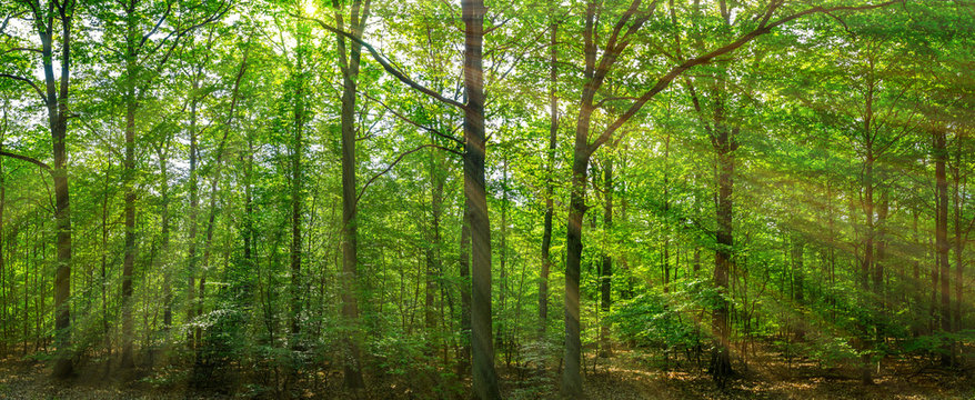 ein sch&ouml;ne Wald im Fr&uuml;hling, zwischen den Bl&auml;ttern die Sonne