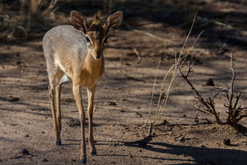 Dik Dik in Namibia