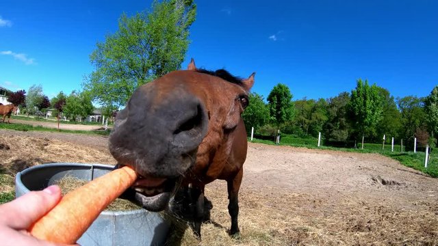 ein braunes Pferd (Trakehner) wird gef&uuml;ttert