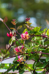 An elegant pink flowers of honeysuckle in the garden