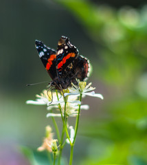 A red admiral on a flower