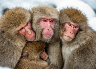 Japanese macaques family warming themselves against in cold winter weather.   The Japanese macaque ( Scientific name: Macaca fuscata), also known as the snow monkey.