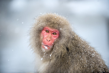 Japanese macaque portrait. Winter season. The Japanese macaque ( Scientific name: Macaca fuscata), also known as the snow monkey.
