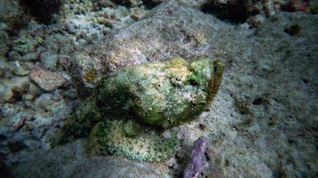 ein gef&auml;hrlicher Steinfisch im Korallenriff