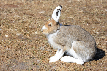 Close up of a hare sitting on the ground