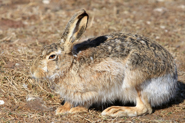 Naklejka na ściany i meble Close up of a hare sitting on the ground