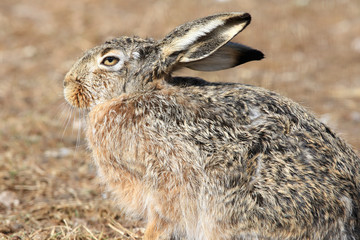 Close up of a hare sitting on the ground