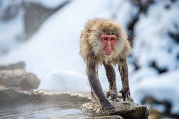 Wet Japanese macaque on the stone at natural hot springs in Winter season.  The Japanese macaque ( Scientific name: Macaca fuscata), also known as the snow monkey.