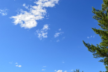 Obraz premium Tree and blue sky