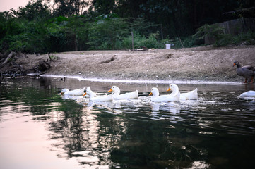white ducks swimming straight in the river of Thailand.