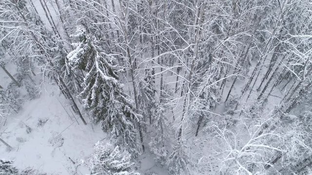 Aerial view of snowy forest and moose walking under the trees aerial view
