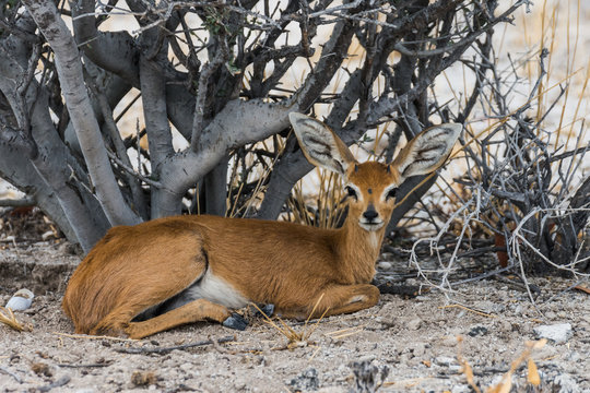 Steinb&ouml;ckchen in Namibia