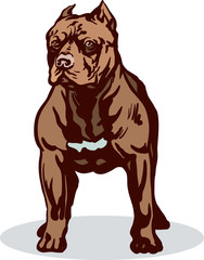 Pitbull, standing in front of white background - Vector
