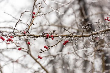 Red rosehip berries and tree branches covered with ice after freezing rain