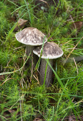 amazing nature of the North