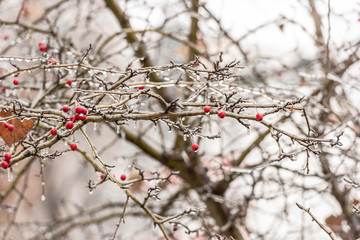 Red rosehip berries and tree branches covered with ice after freezing rain