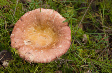 amazing nature of the North