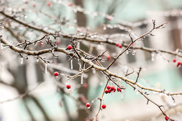 Red rosehip berries and tree branches covered with ice after freezing rain