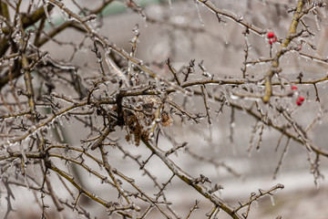 Red rosehip berries and tree branches covered with ice after freezing rain