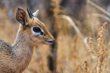Dik-Dik in Namibia
