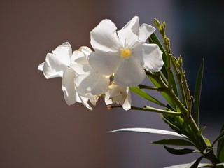White Summer Flower Blossom
