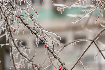 Red rosehip berries and tree branches covered with ice after freezing rain