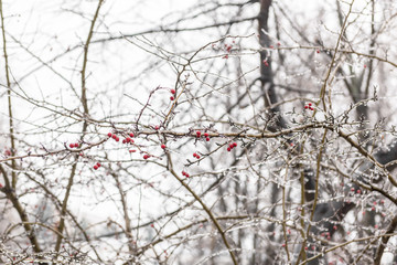 Red rosehip berries and tree branches covered with ice after freezing rain