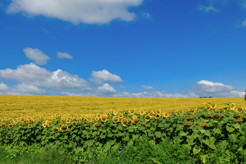 field of sunflowers and blue sky