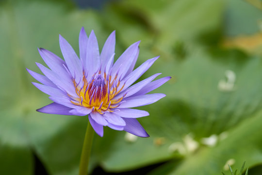 Close up purple lotus in the pond