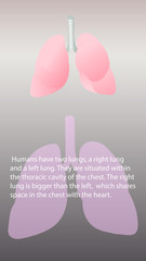 Human lungs function vector. Internal organs functions vector design. Vertical image
