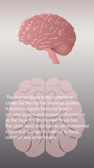Human brain function vector. Internal organs functions vector design
