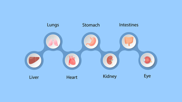 Human organs infografic vector design. Vital internal organs of the human body colored banner