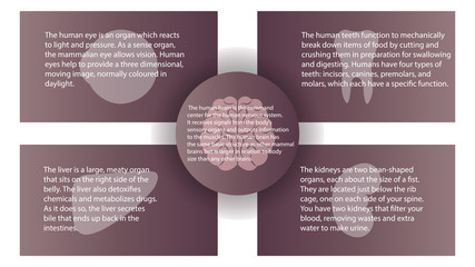 Human organs infografic vector design. Vital internal organs of the human body colored banner