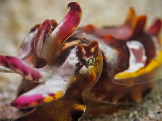 Underwater close-up photography of a flamboyant cuttlefish.