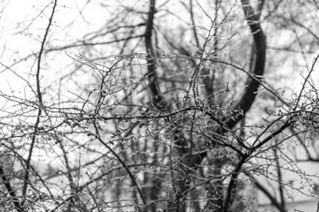 Red rosehip berries and tree branches covered with ice after freezing rain - black and white image, high contrast