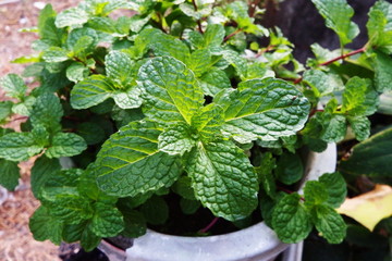 Peppermint is a useful plant for food ?  medicine and toothpaste.