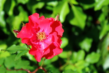 Rote Rose