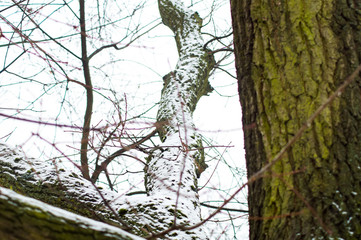 Obraz premium snow on tree